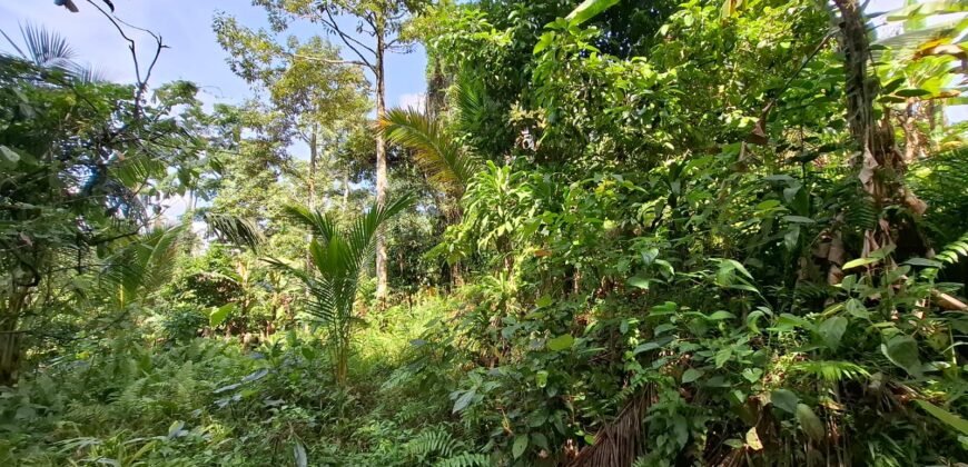 Tanah los sungai jernih di tabanan bali cocok untuk villa