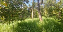 Dijual tanah kebun dekat dengan rencana exit toll antosari di tabanan