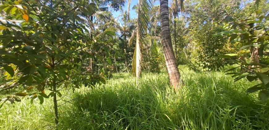 Dijual tanah kebun dekat dengan rencana exit toll antosari di tabanan