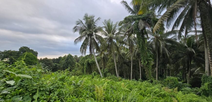 Dijual tanah kebun view sawah dan los sungai berdekatan dengan villa komersil di selemadeg