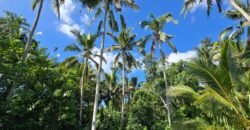 Dijual tanah kebun view sawah dan los sungai berdekatan dengan villa komersil di selemadeg