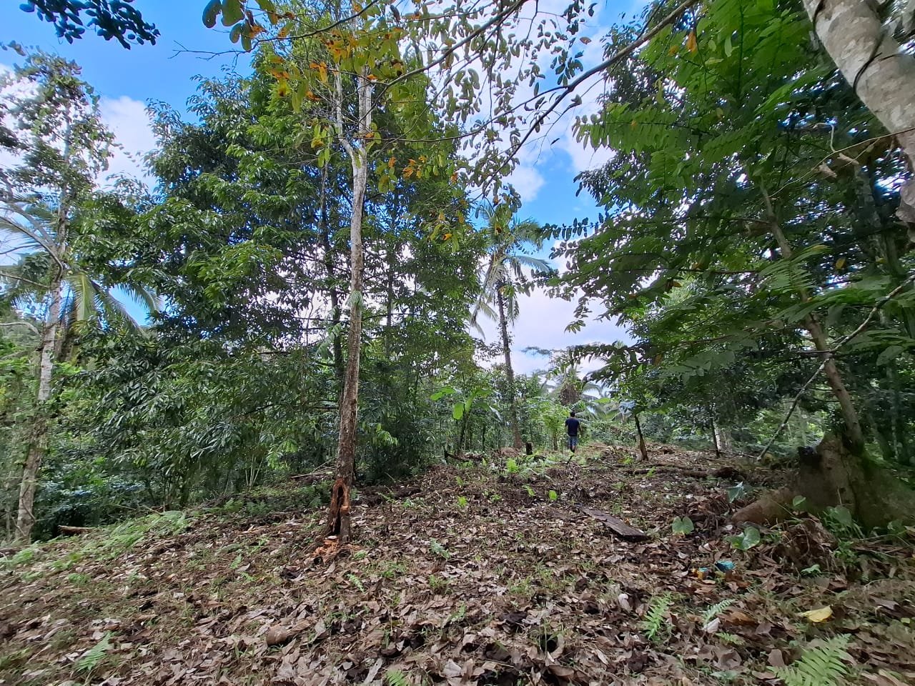 Dijual tanah kebun ketinggian 400mdpl di kelilingi saluran air