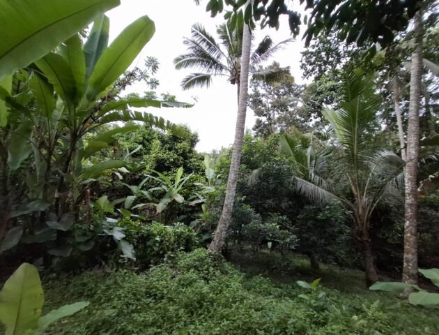 Tanah kebun luasan kecil zona kuning cocok untuk perumahan