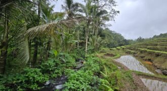 Dijual tanah kebun kopi dan sawah los sungai dengan view yang indah