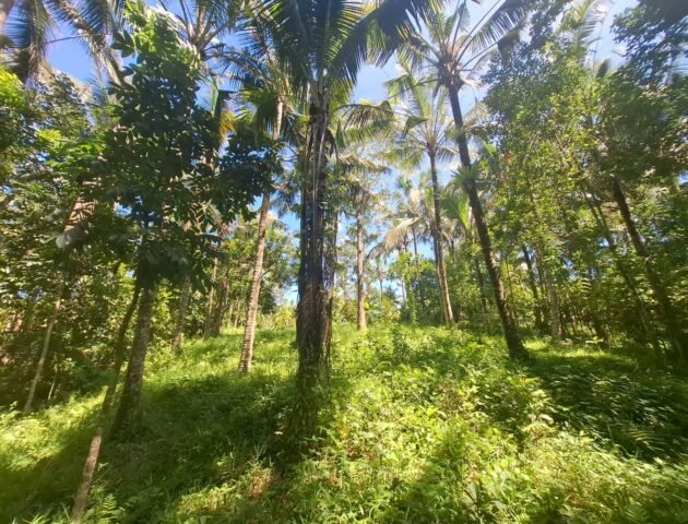 Dijual tanah kebun dekat dengan rencana exit toll antosari di tabanan
