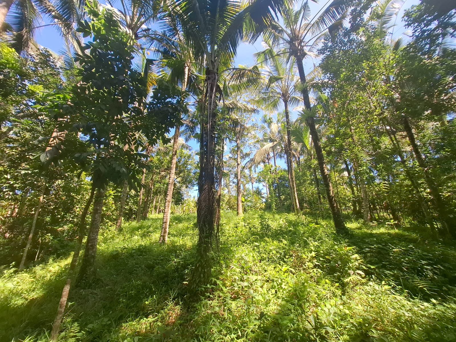 Dijual tanah kebun dekat dengan rencana exit toll antosari di tabanan