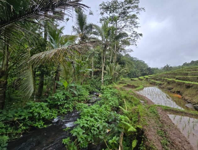 Dijual tanah kebun kopi dan sawah los sungai dengan view yang indah
