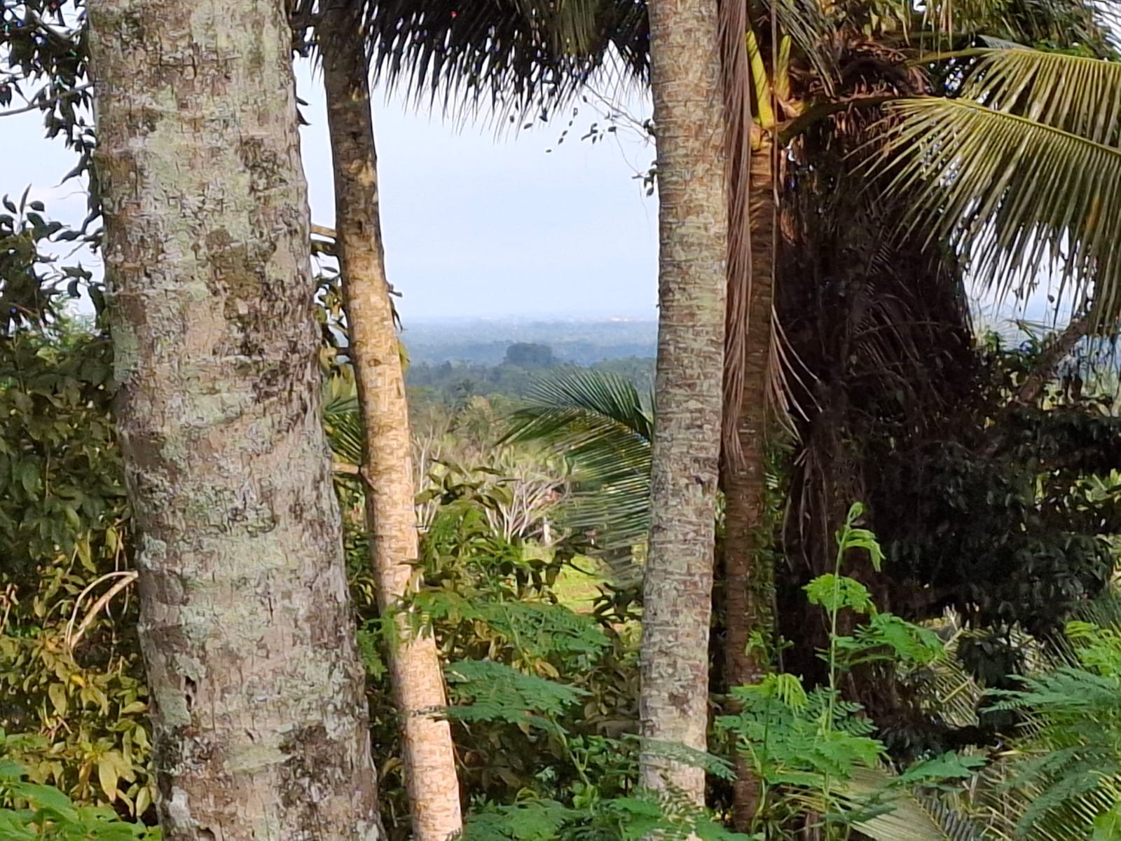 Tanah Kebun Dengan View Laut Bali Selatan