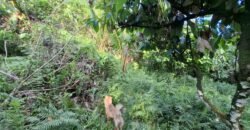 Tanah Kebun Dengan View Laut Bali Selatan