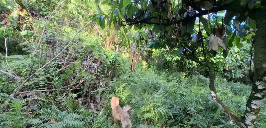 Tanah Kebun Dengan View Laut Bali Selatan