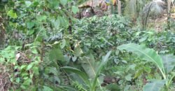 Tanah Kebun Dengan View Laut Bali Selatan