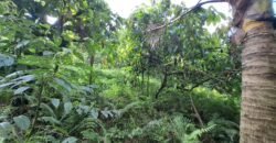 Tanah Kebun Dengan View Laut Bali Selatan