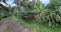 Tanah Kebun Kopi Subur Dengan Akses Sungai Kecil Jernih