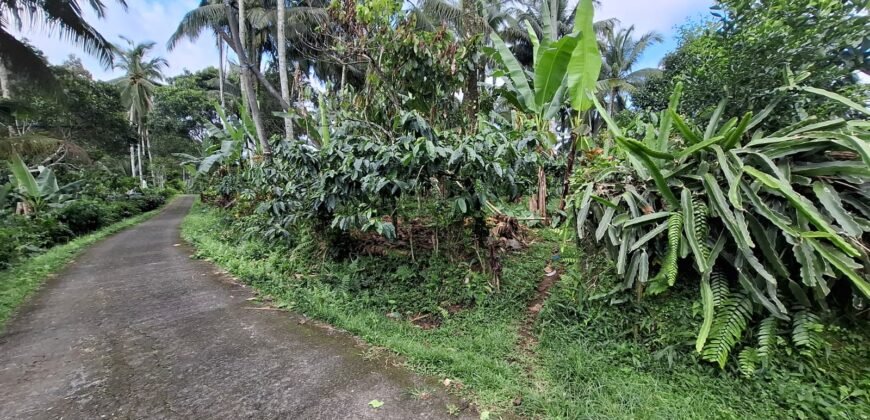 Tanah Kebun Kopi Subur Dengan Akses Sungai Kecil Jernih