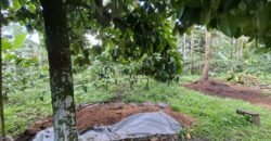 Tanah Kebun Kopi Subur Dengan Akses Sungai Kecil Jernih