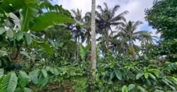 Tanah Kebun Kopi Subur Dengan Akses Sungai Kecil Jernih