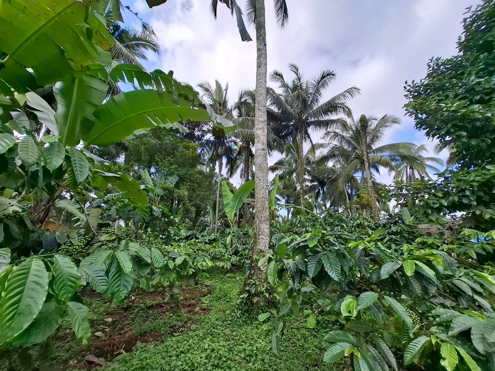 Tanah Kebun Kopi Subur Dengan Akses Sungai Kecil Jernih