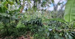 Tanah Kebun Kopi Subur Dengan Akses Sungai Kecil Jernih