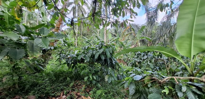Tanah Kebun Kopi Subur Dengan Akses Sungai Kecil Jernih