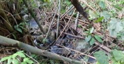 Tanah Kebun Kopi Subur Dengan Akses Sungai Kecil Jernih