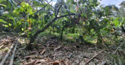Tanah Kebun Kopi Subur Dengan Akses Sungai Kecil Jernih