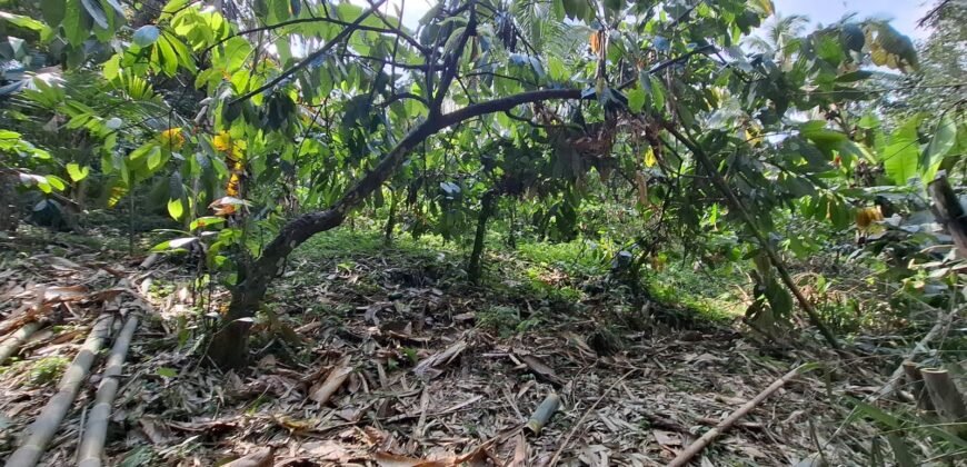 Tanah Kebun Kopi Subur Dengan Akses Sungai Kecil Jernih