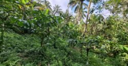 Tanah Kebun Kopi Subur Dengan Akses Sungai Kecil Jernih