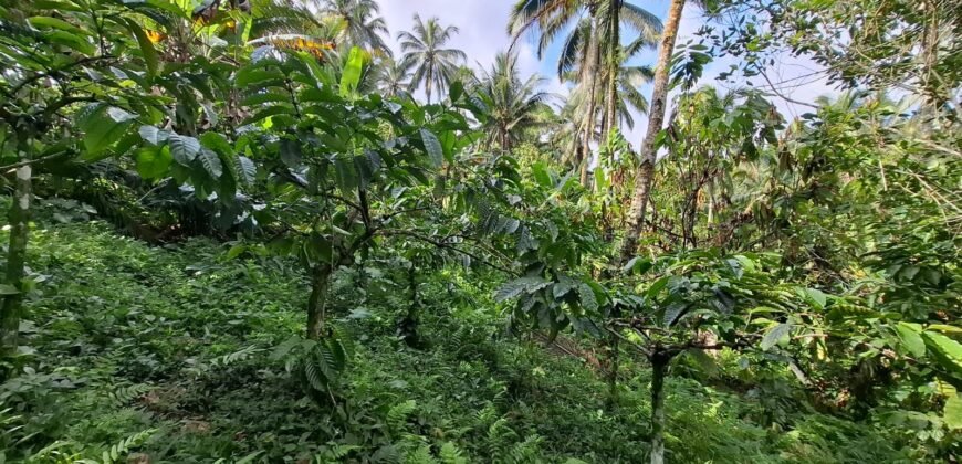 Tanah Kebun Kopi Subur Dengan Akses Sungai Kecil Jernih