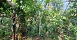 Tanah Kebun Kopi Subur Dengan Akses Sungai Kecil Jernih