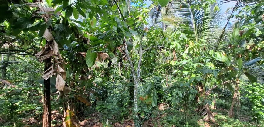 Tanah Kebun Kopi Subur Dengan Akses Sungai Kecil Jernih