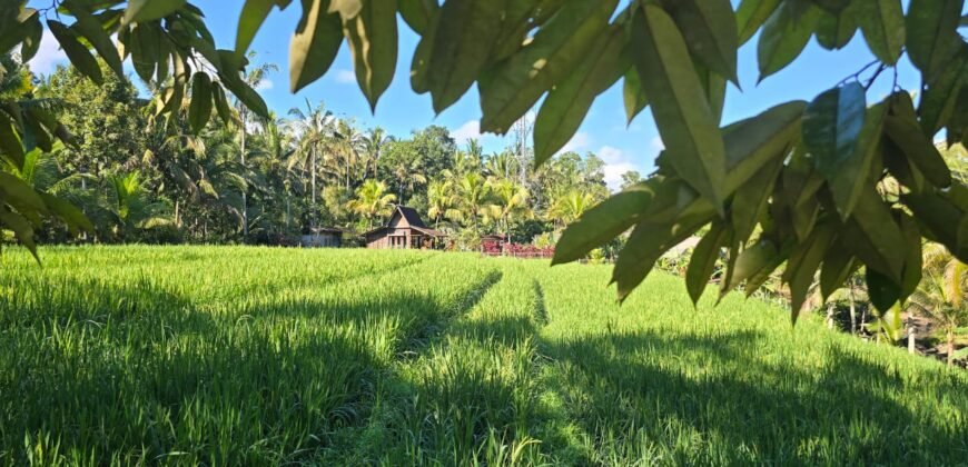 Tanah Los Sungai Besar dan View Sawah Berdampingan Dengan Villa