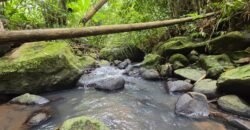 Tanah Kebun Los Sungai Dengan Harga Yang Masih Terjangkau