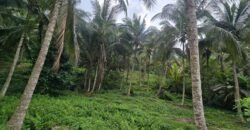 Tanah Kebun Los Sungai Dengan Harga Yang Masih Terjangkau