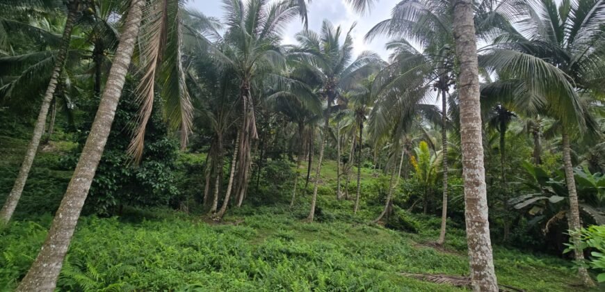 Tanah Kebun Los Sungai Dengan Harga Yang Masih Terjangkau