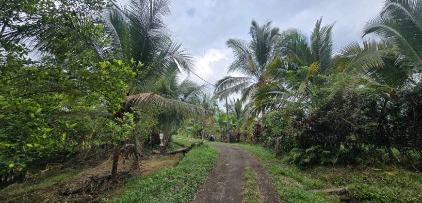 Tanah Kebun Los Sungai Dengan Harga Yang Masih Terjangkau
