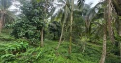 Tanah Kebun Los Sungai Dengan Harga Yang Masih Terjangkau