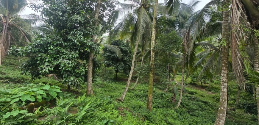 Tanah Kebun Los Sungai Dengan Harga Yang Masih Terjangkau