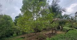 Tanah Kebun Los Sungai Dengan Harga Yang Masih Terjangkau