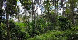Tanah View Sawah Luasan Kecil