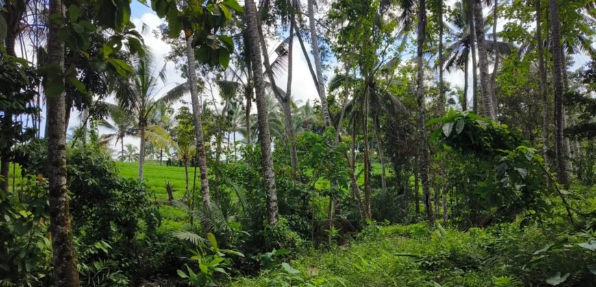 Tanah View Sawah Luasan Kecil