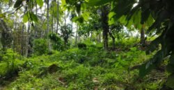 Tanah View Sawah Luasan Kecil