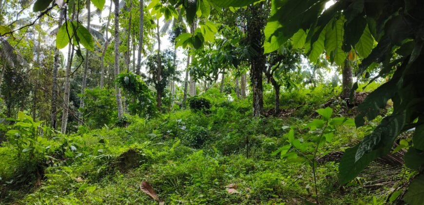 Tanah View Sawah Luasan Kecil
