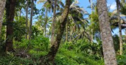 Tanah View Sawah Luasan Kecil