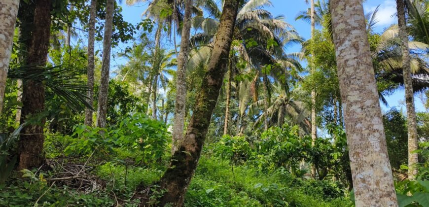 Tanah View Sawah Luasan Kecil