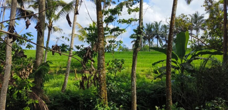 Tanah View Sawah Luasan Kecil