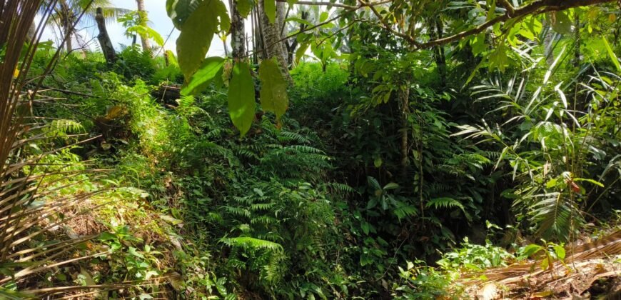 Tanah View Sawah Luasan Kecil