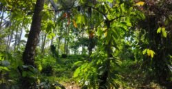 Tanah View Sawah Luasan Kecil