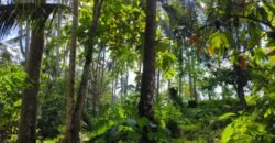 Tanah View Sawah Luasan Kecil