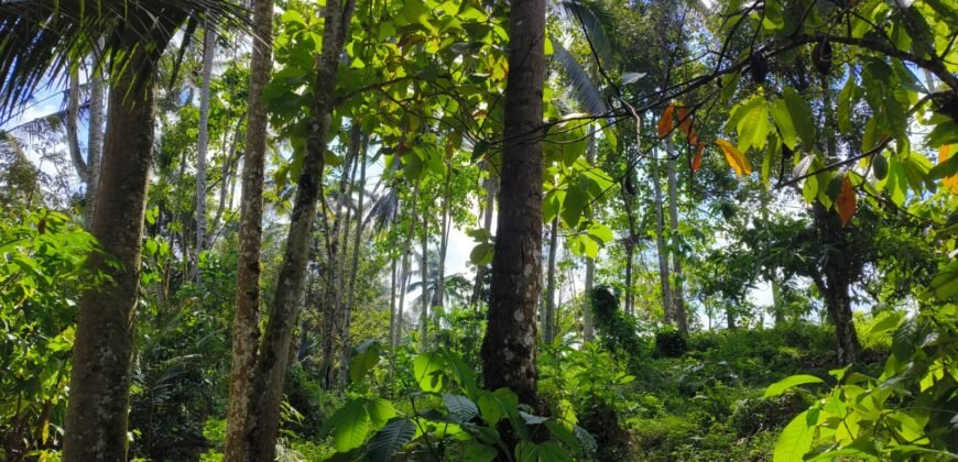 Tanah View Sawah Luasan Kecil