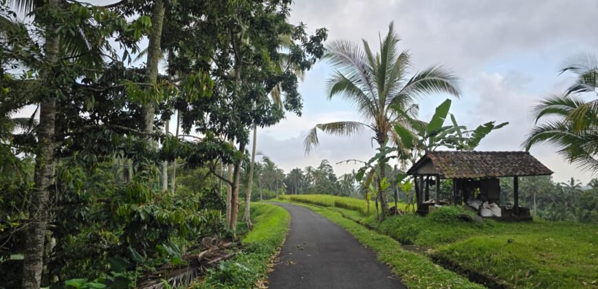 Tanah Kebun Los Sungai Kecil